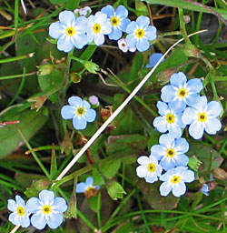 Alpen vergeetmijnietje (Myosotis alpestris)