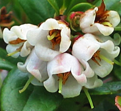 Rode bosbes (Vaccinium vitis-idaea)