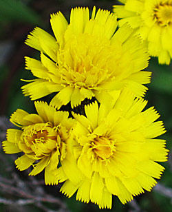 Muizeoor (Hieracium pilosella)