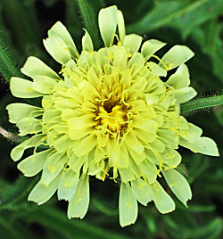 Klein havikskruid (Hieracium pilosella)