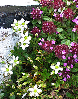 Grote wilde tijm (Thymus Pulegioides)