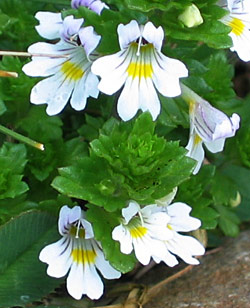 Driepuntige ogentrost (Euphrasia Tricuspidata)