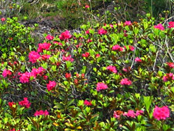 Alpenroosjes (Rhododendron ferrugineum)