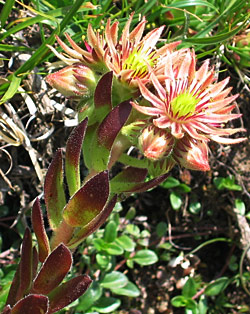 Alpen huislook (Sempervivum tectorum alpinum)