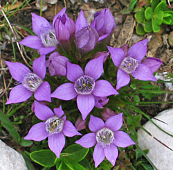 Duitse gentiaan  (Gentiana germanica )