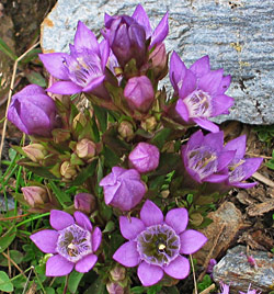 Duitse gentiaan (Gentiana germanica)