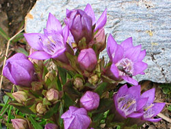 Duitse gentiaan  (Gentiana germanica)