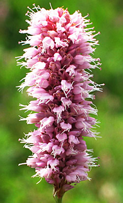 Adderwortel (Polygonum bistorta)