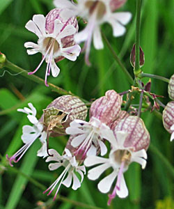 Blaas Silene (Silena vulgaris)