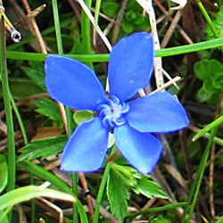 Voorjaars gentiaan (Gentiana verna)