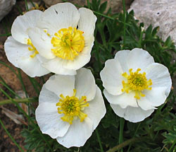 Gletsjerranonkel (Ranunculus glacialis)