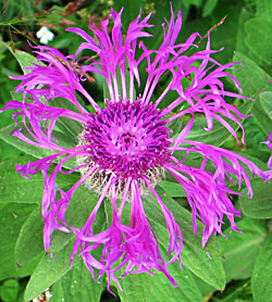 Alpenknoopkruid (Centaurea alpestris)