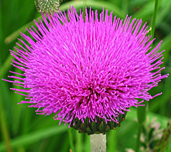 Alant-Kratzdistel (Cirsium helenioides)