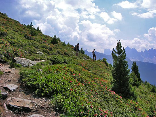 De plantengroei was rijk gevarieerd, hier lopen we tussen de alpenroosjes