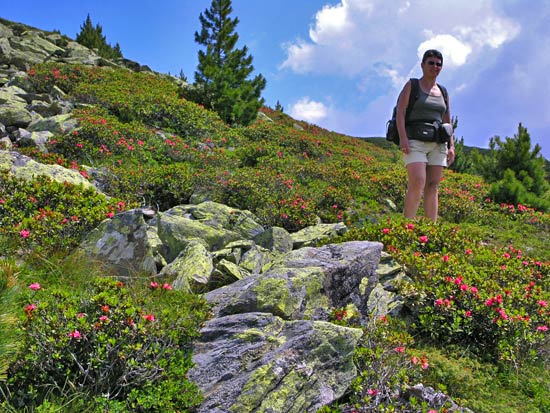 En wat doe je als je tussen die alpenroosjes staat: je geniet van het uitzicht (en probeert zelf ook een alpenroosje te zijn)