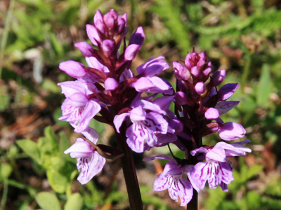 Gevlekte orchis